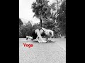 Yoga Uttana Sarpa Godhasana Yogainspiration Shortvideo Yogi Yogini Asana This Is Advanced Yoga