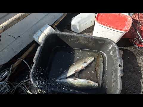 Siikaa ja saynetta 2.6.2022