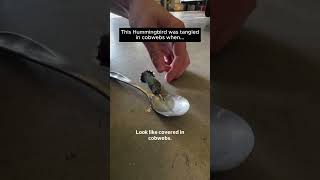 This Hummingbird was Caught in Cobwebs and Could not Fly 🥺