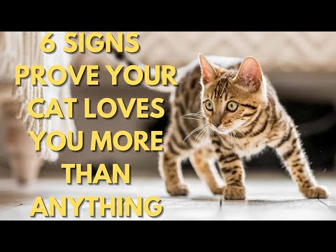 6 Signs That Prove Your Cat Loves You