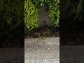 Racoons Mating Vancouver BC