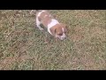 Beagle dogs for sale: CJ Queen Elizabeth Pocket Beagle  - Video 1