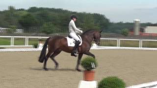 Video of Sir Skyfall OLD
