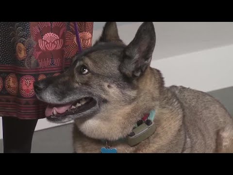 Everyday Iowa - Voodoo with Dogs Forever is looking for her fur-ever home! - YouTube
