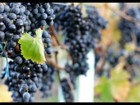 Lagrein | Wikipedia audio article