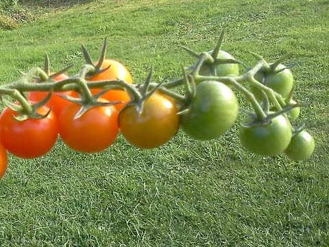 , title : 'What Makes Tomatoes Turn Red