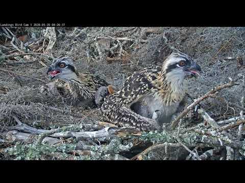 Osprey Chicks Share Camera Time In Savannah, Georgia – May 20, 2020