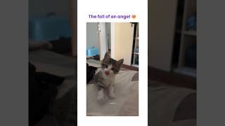 The fall of an angel 😻