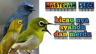 Download lagu masteran pleci syahdu - selendang biru mp3