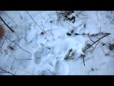 Miejsce upadku radiosondy z Legionowa 10-02-2017 Wólka Kikolska gm. Pomiechówek