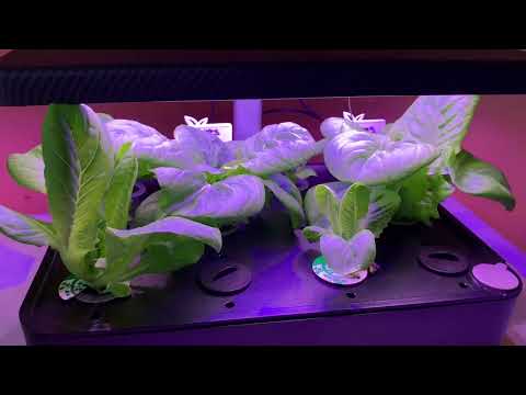 Is it time to harvest? ** iDOO hydroponic garden day 21