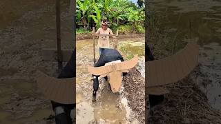Download lagu plowing the rice fields using a buffalo #traditionalricefieldplow #shotrs #shortvideo mp3