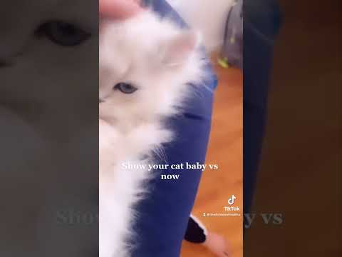 Kitty Cat, Then VS Now #catlover #cats #cutecat #viralshorts #viralshortvideo #thenvsnow