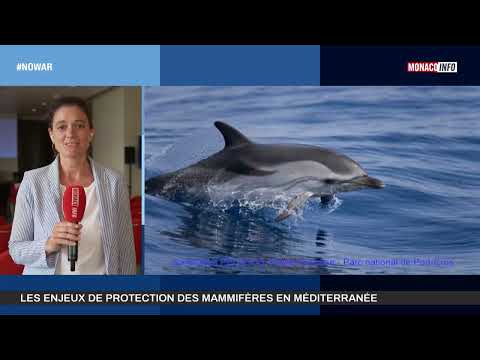 Les enjeux de protection des mammifères en Méditerranée