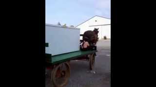 preview picture of video 'Amish load a freezer on wagon (Dead Horse)'