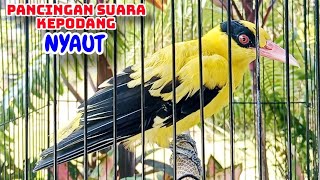 Download lagu Suara Burung KEPODANG BETINA Birahi Memanggil Jantan Supaya Bunyi Gacor mp3