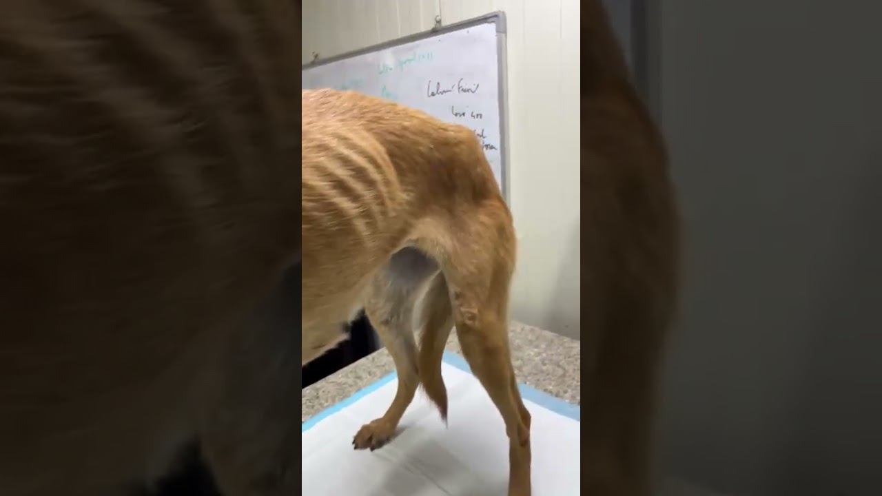 Sama video