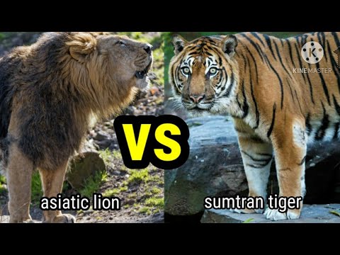Asiatic lion v/s Sumatran tiger#sumtrantiger v/s asiatic lion