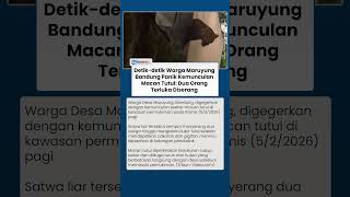 Penampakan Macan Tutul di Desa Maruyung Bandung, 2 Warga Jadi Korban Terluka Parah