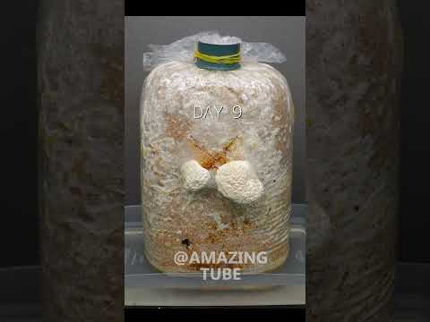Golden Oyster Mushroom Timelapse #shorts #timelapse