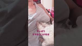 私の息子は甘えん坊　#Shorts