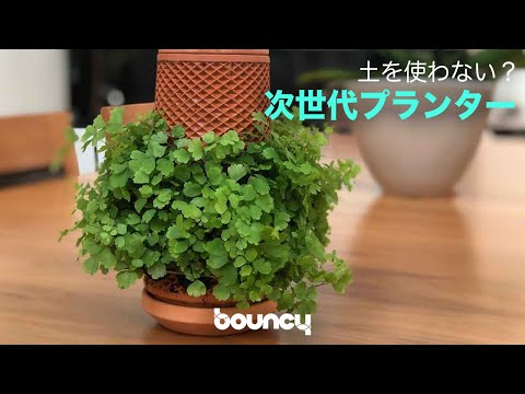 ウォーターナット 植物