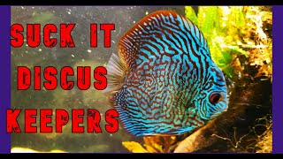 Discus Spawned In 80+ PPM Nitrate
