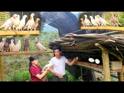 Dad and Phuong Vy built a coop for the pigeons to grow and lay their first eggs.