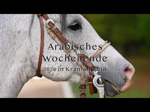 Arabisches Wochenende 2024 in Kranichstein - Arabisches Pferd