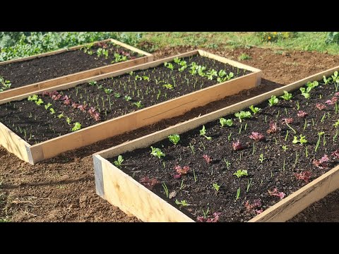 Idealno rješenje za uzgoj povrća na malom prostoru - napravite uzdignutu gredicu