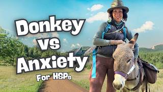 What a 300-Pound Donkey Taught Me About HSP Anxiety
