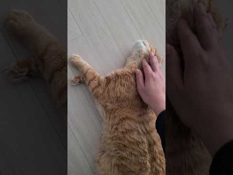 고양이가 기분좋을때