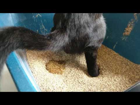 Funny animal videos - Cat peeing