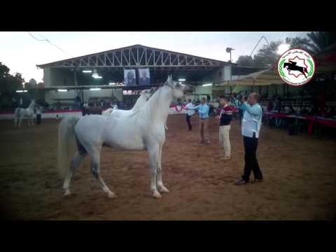 جمال الخيول العربية الاصيلة
