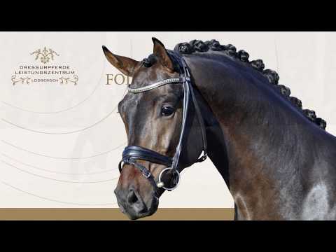 Follow Me Old Dressurleistungszentrum