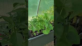Let's Grow! Happy Earth Day!! My #greenhouse is up! I'm so excited! #garden #plants #earthday