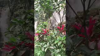 Download lagu Jalan-Jalan di Curug Cigamea Bogor #coldplay #remix #love mp3