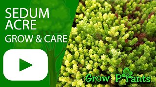 Sedum acre – grow & care (Beautiful groundcover)
