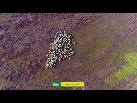 Natuurbeelden bloeiende heide Loenermark