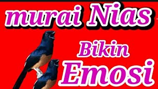Download lagu MASTERAN MURAI NIAS gacor mp3