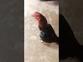 Ayam Pukul Oleng