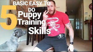 Training a blue nose pitbull
