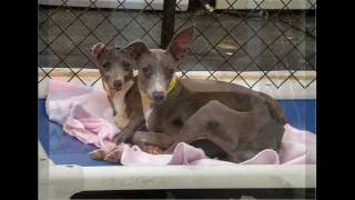 Believe in Something (National Mill Dog Rescue) (2012)