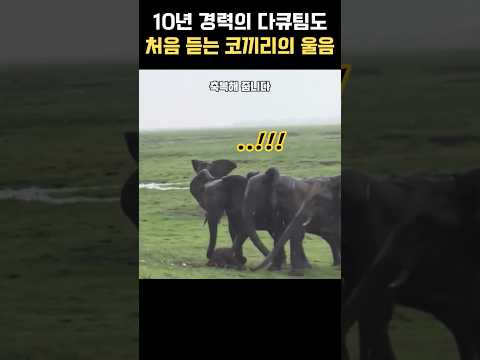 비오는 날 아이를 낳은 엄마 코끼리 이야기