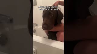 Download lagu When bath time isn't fun #puppy #labrador #chocolatelab mp3 Download lagu When bath time isn't fun #puppy #labrador #chocolatelab mp3
