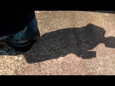 Kyocera Duraforce Pro drop test