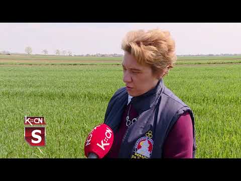 Stanje useva pšenice