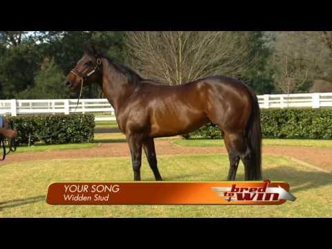 Your Song - Bred To Win feature, 2013