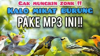 Download lagu Suara pikat Burcil Kombinasi Prenjak Ribut,Sogon,dan Sirtu Ribut mp3 Download lagu Suara pikat Burcil Kombinasi Prenjak Ribut,Sogon,dan Sirtu Ribut mp3