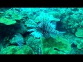 Picture taken during the dive